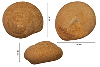 Schlickumia aquensis